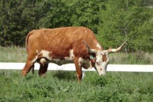 Our New Longhorn Cattle