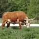 Our New Longhorn Cattle